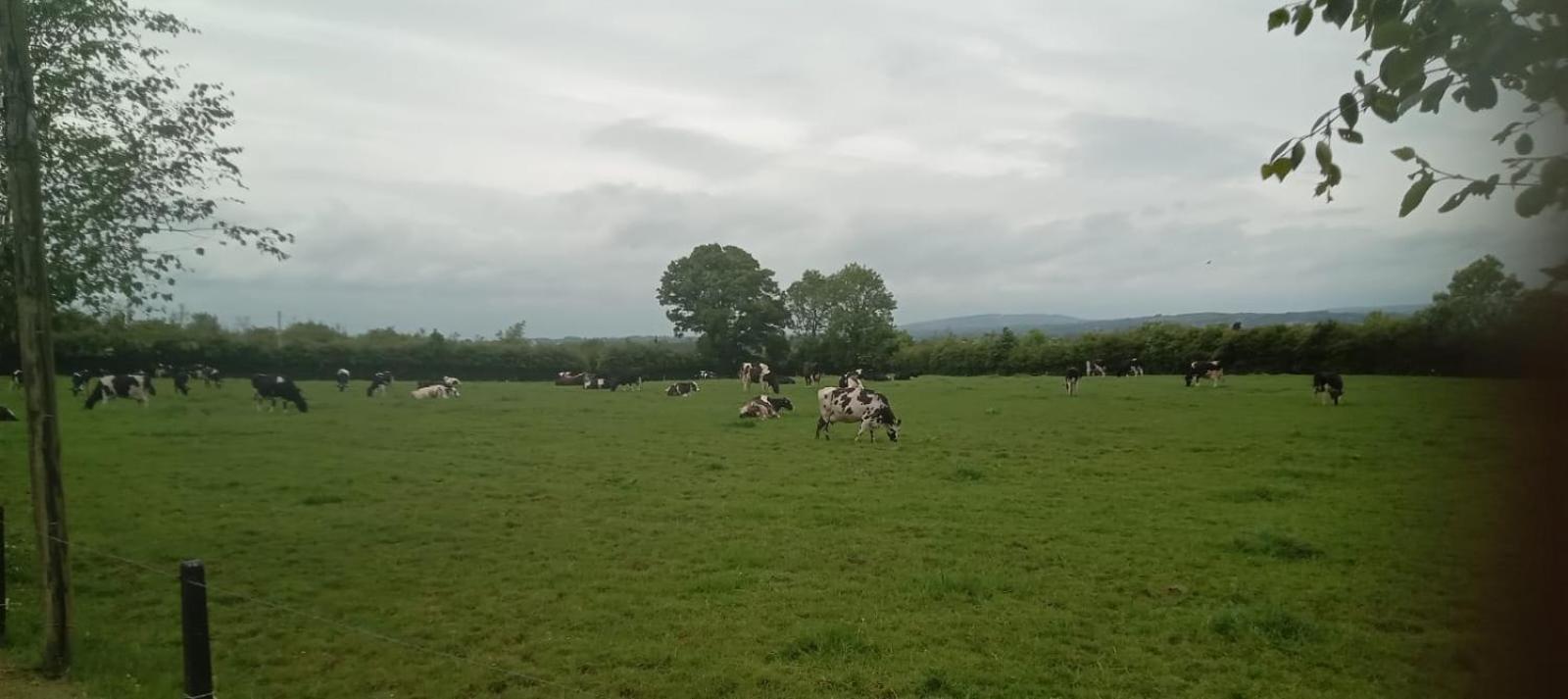 Birdhill Farmhouse Tipperary Bagian luar foto