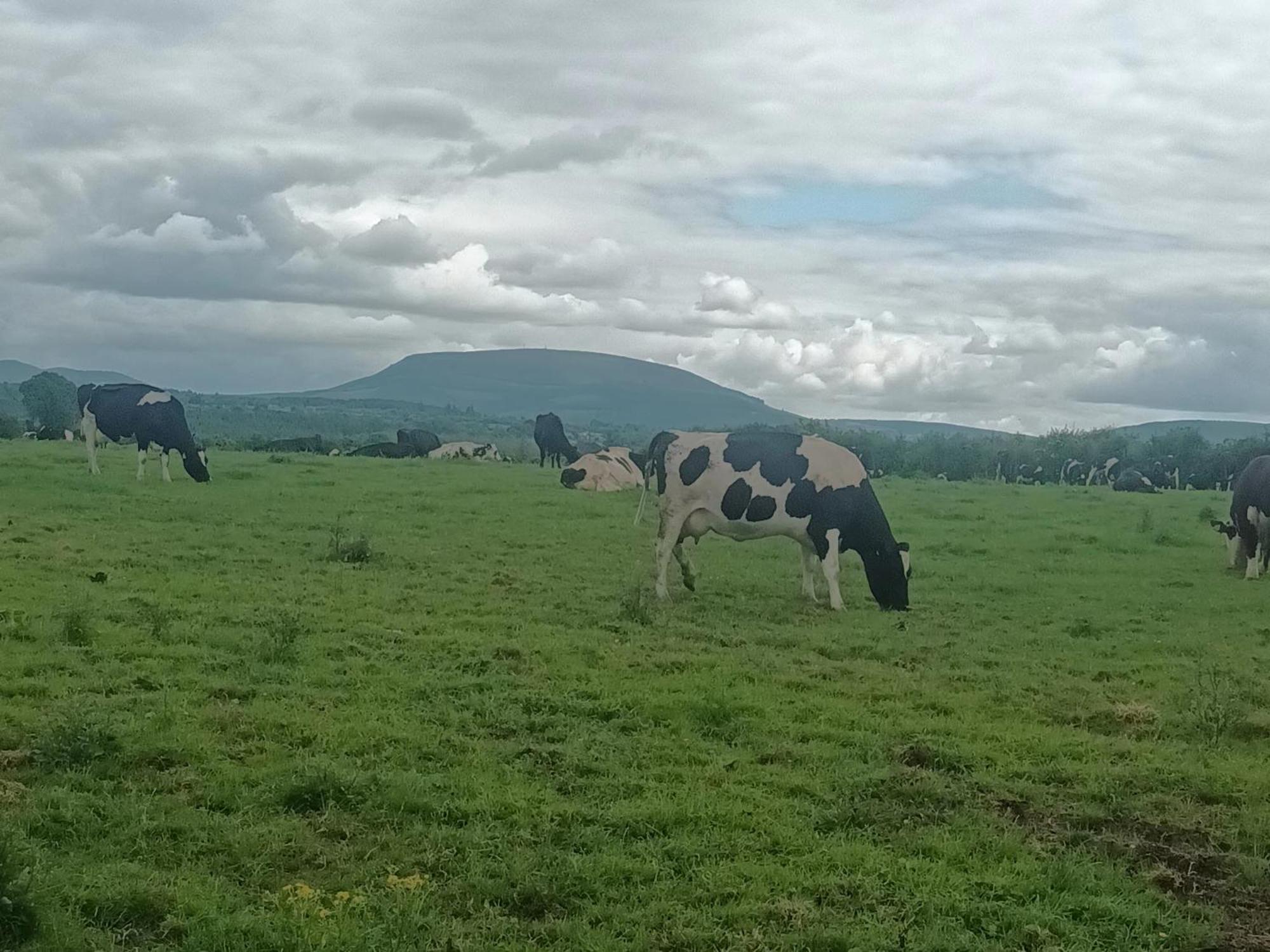 Birdhill Farmhouse Tipperary Bagian luar foto